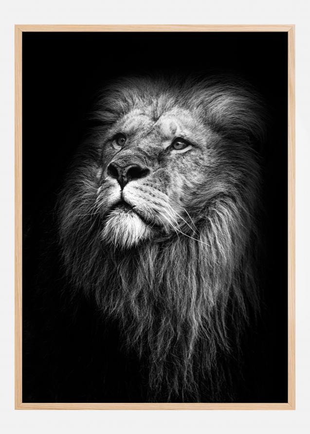 Bildverkstad King Of Lions Poster