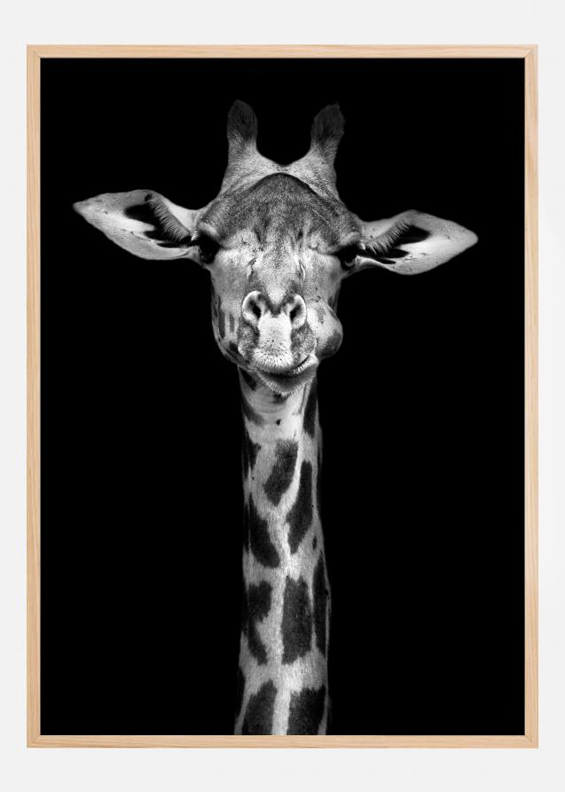 Bildverkstad Chewing Giraffe Poster