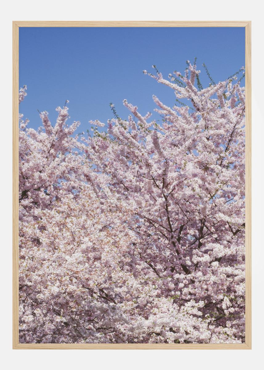 Bildverkstad Cherry-Tree Poster