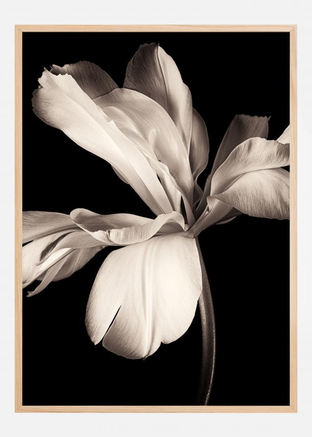 Bildverkstad Dark Macro Flower Poster