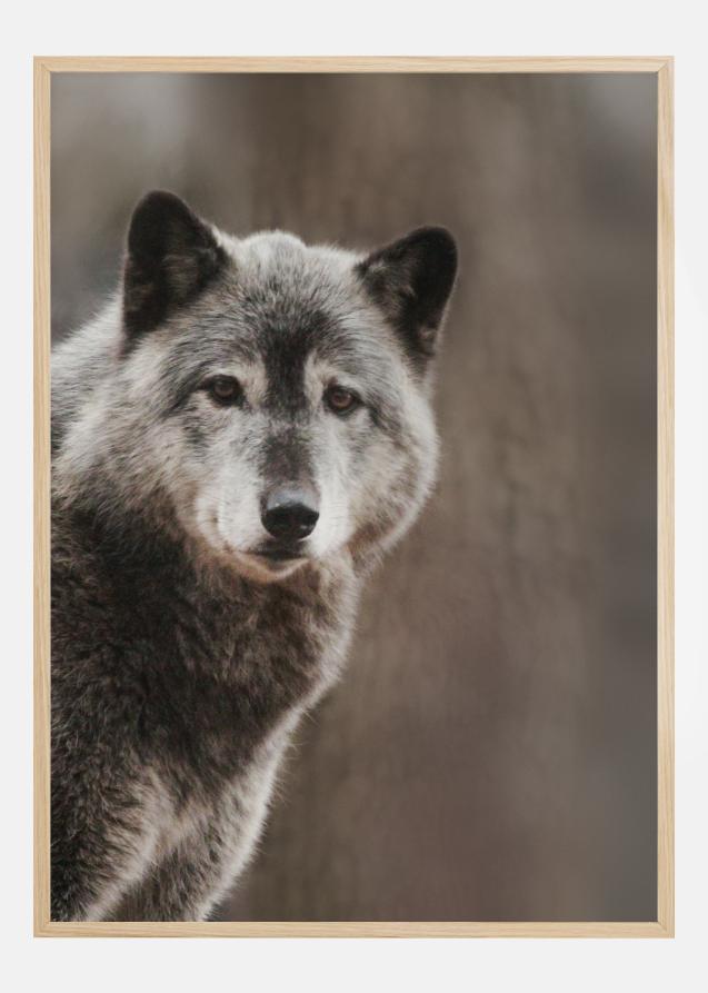 Bildverkstad Wolf Poster
