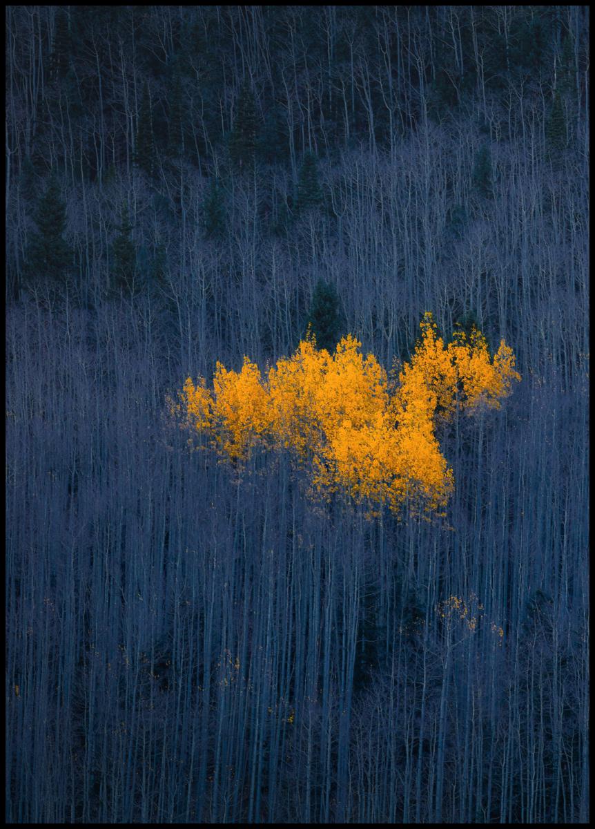 Bildverkstad Heart of Aspens Poster