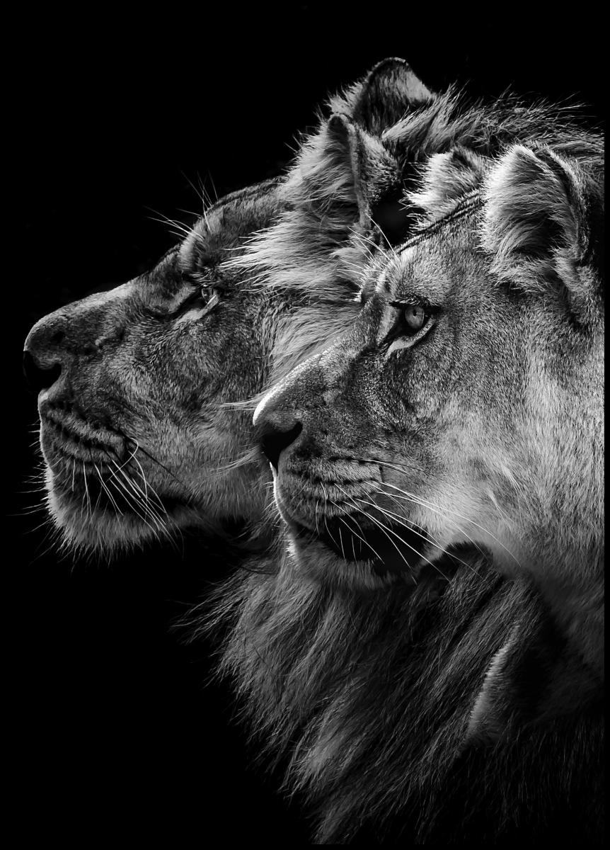 Bildverkstad Lion and lioness portrait Poster
