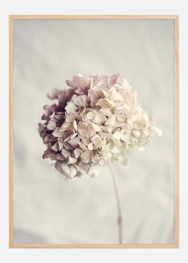 Bildverkstad Dried Hydrangea Poster