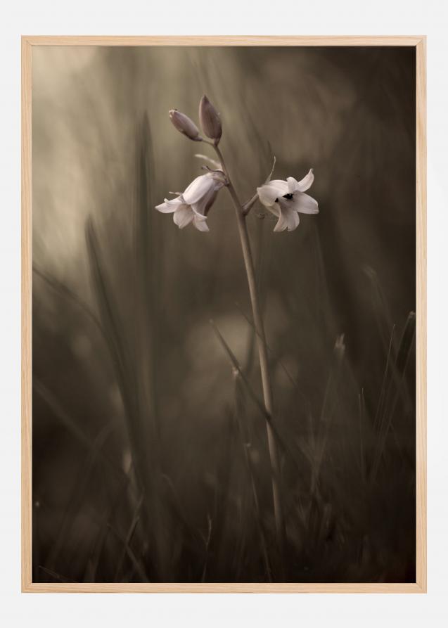 Bildverkstad A Small Flower On The Ground Poster