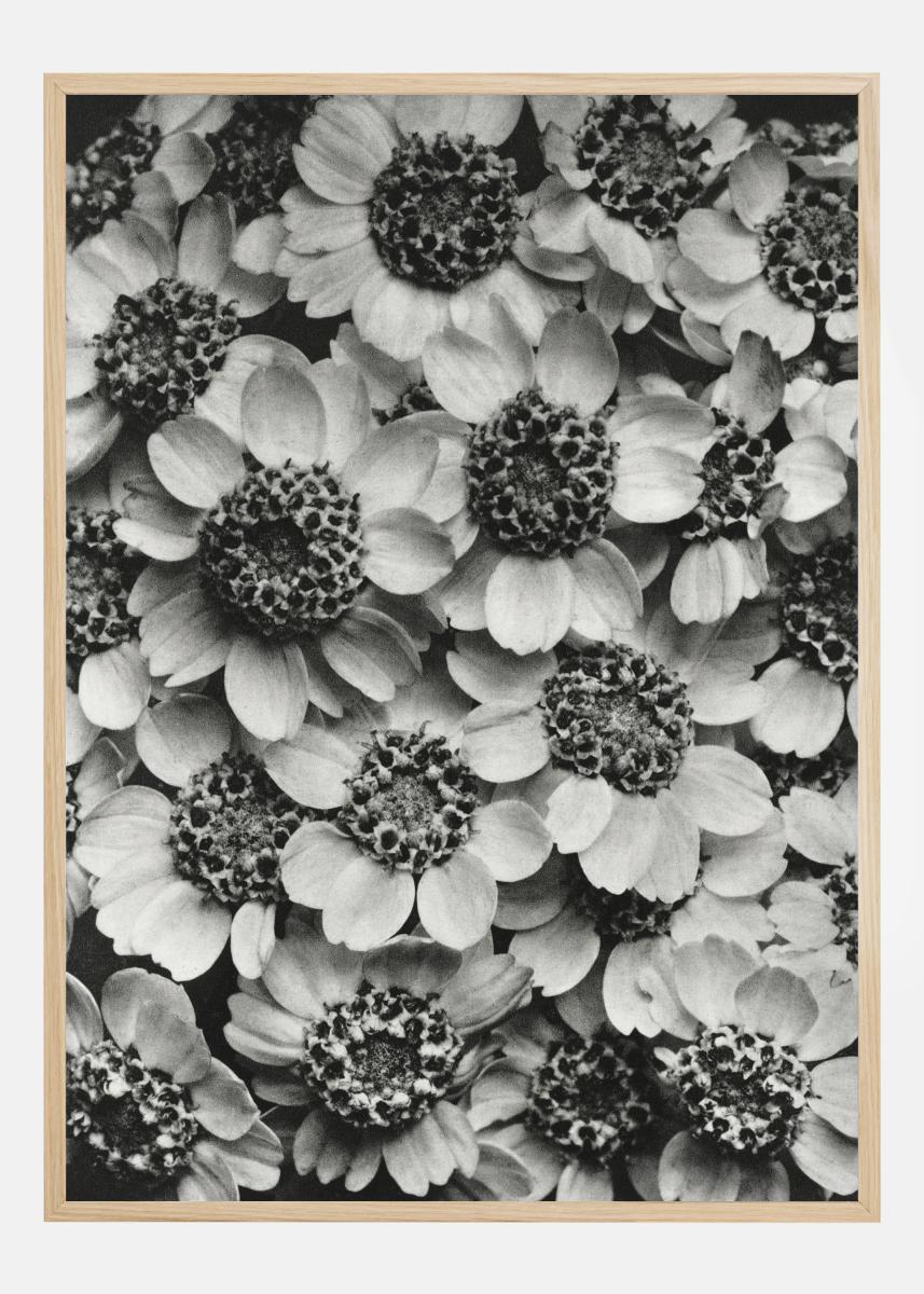 Bildverkstad Black And White Flowers Poster