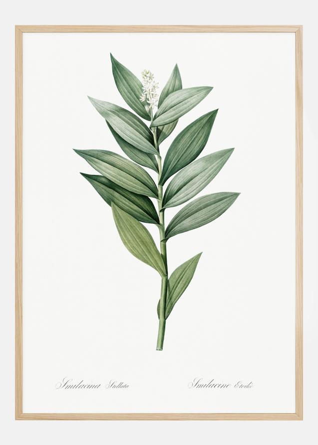 Bildverkstad Smilacina Stellata Poster