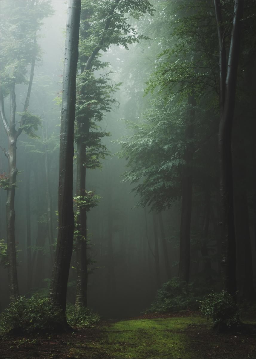 Bildverkstad Mysterious forest Poster