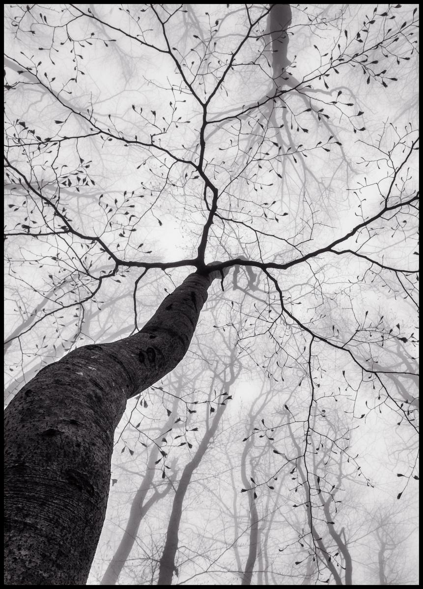 Bildverkstad A view of the tree crown Poster