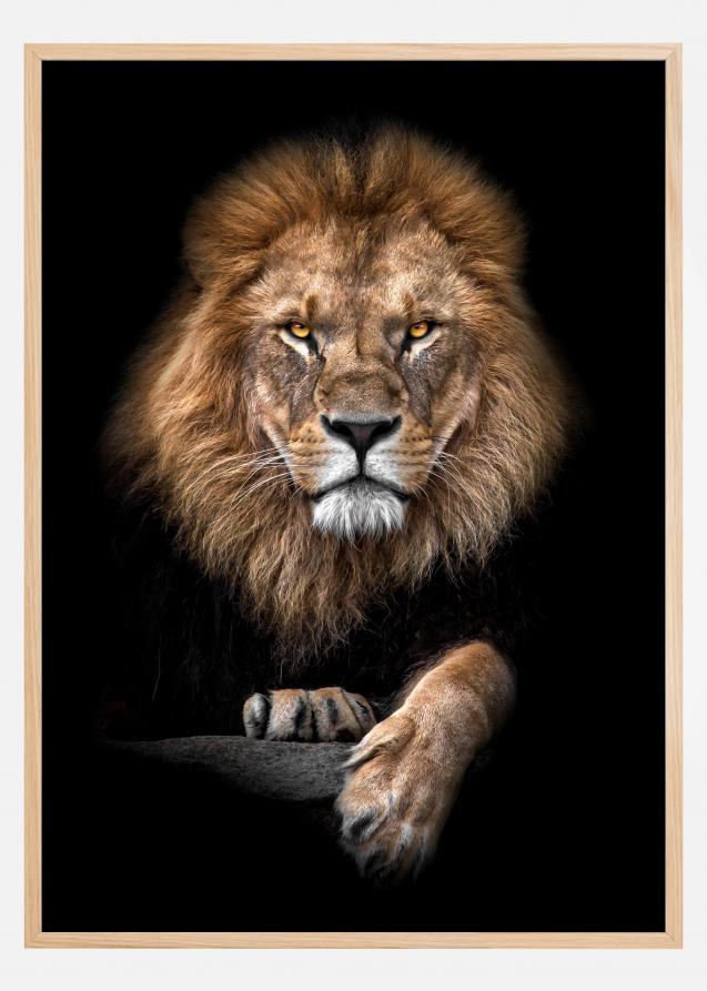 Bildverkstad Focused Lion Color Poster