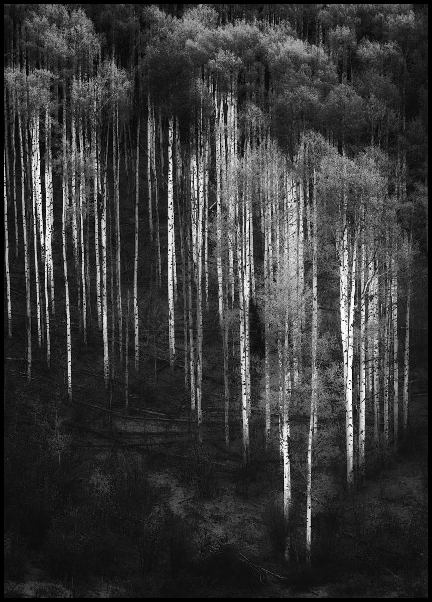 Bildverkstad Forest Art Poster