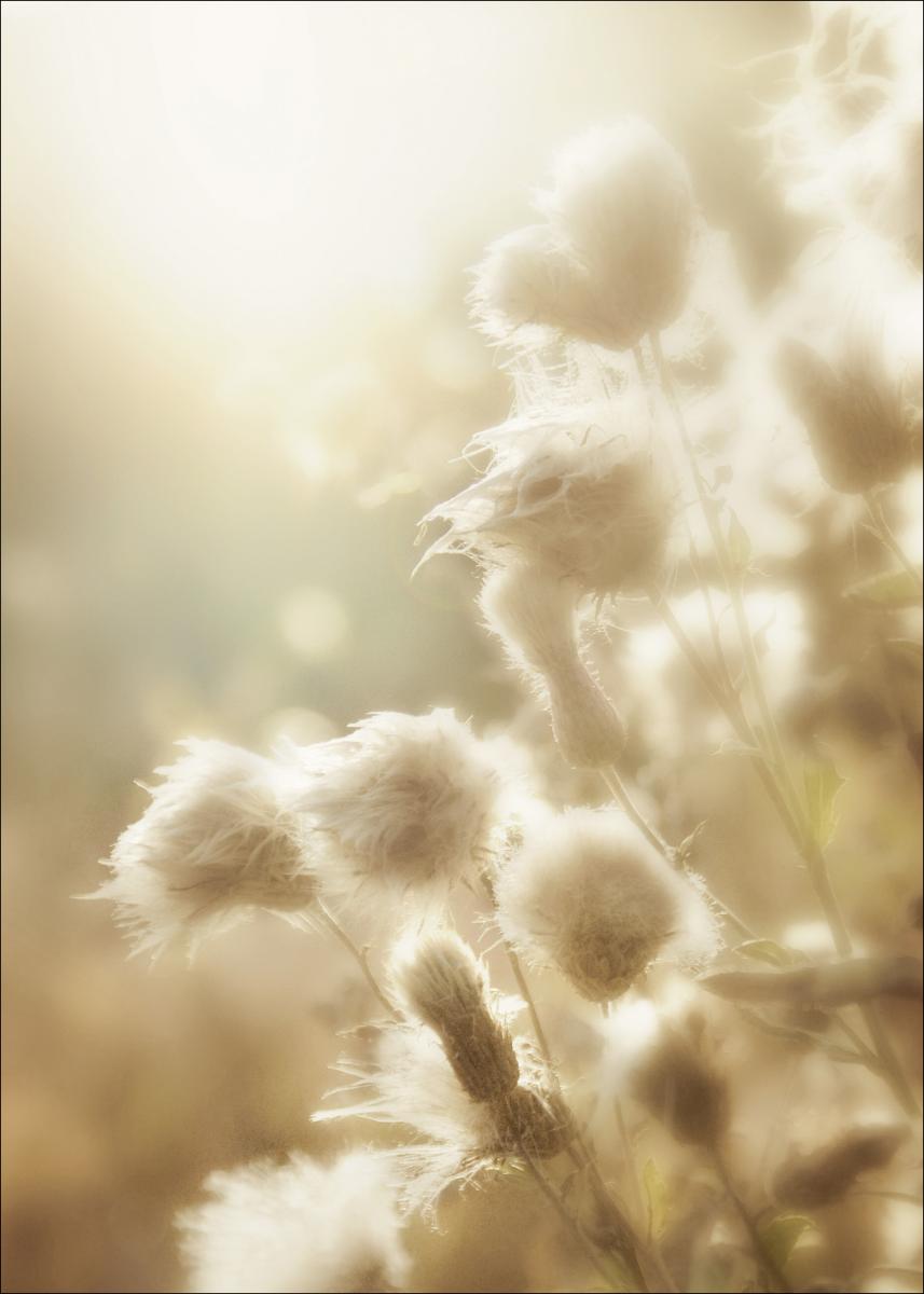 Lagervaror egen produktion Fluffy flowers Poster
