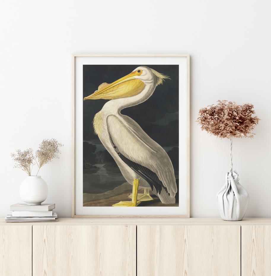 Bildverkstad American White Pelican