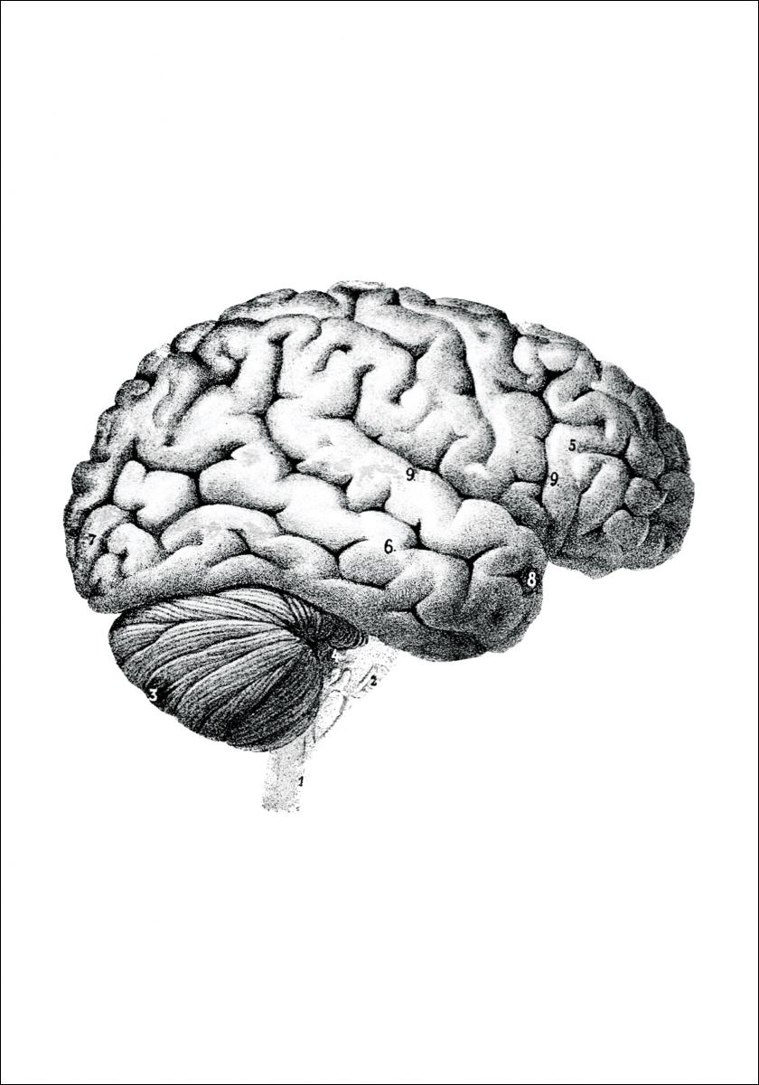 Bildverkstad Schoolposter hersenen Poster