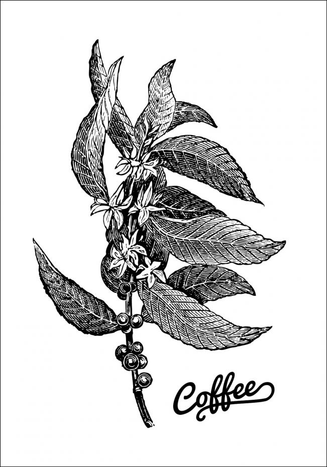 Bildverkstad Coffee Botanical Poster