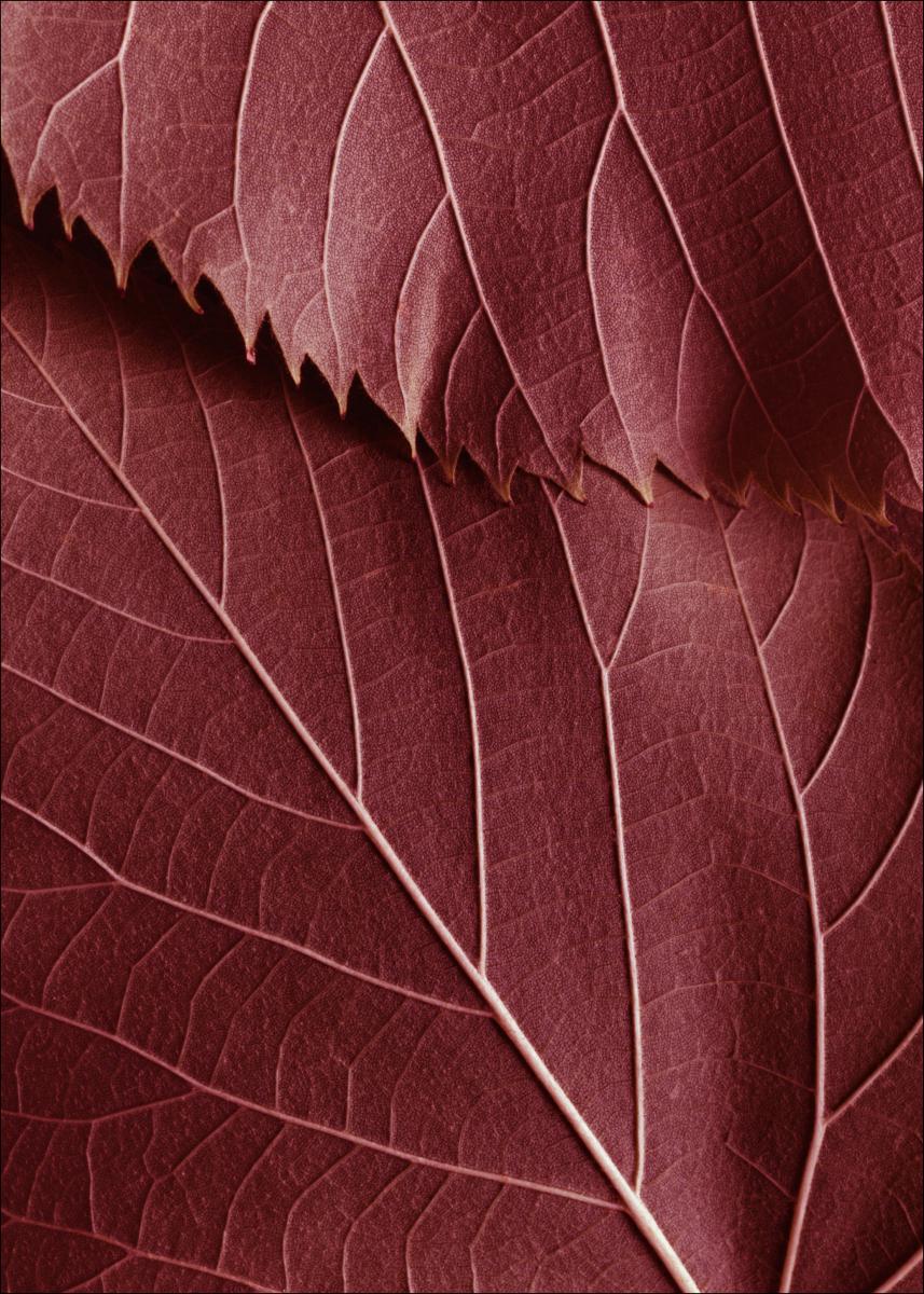 Bildverkstad Red Leaves Poster