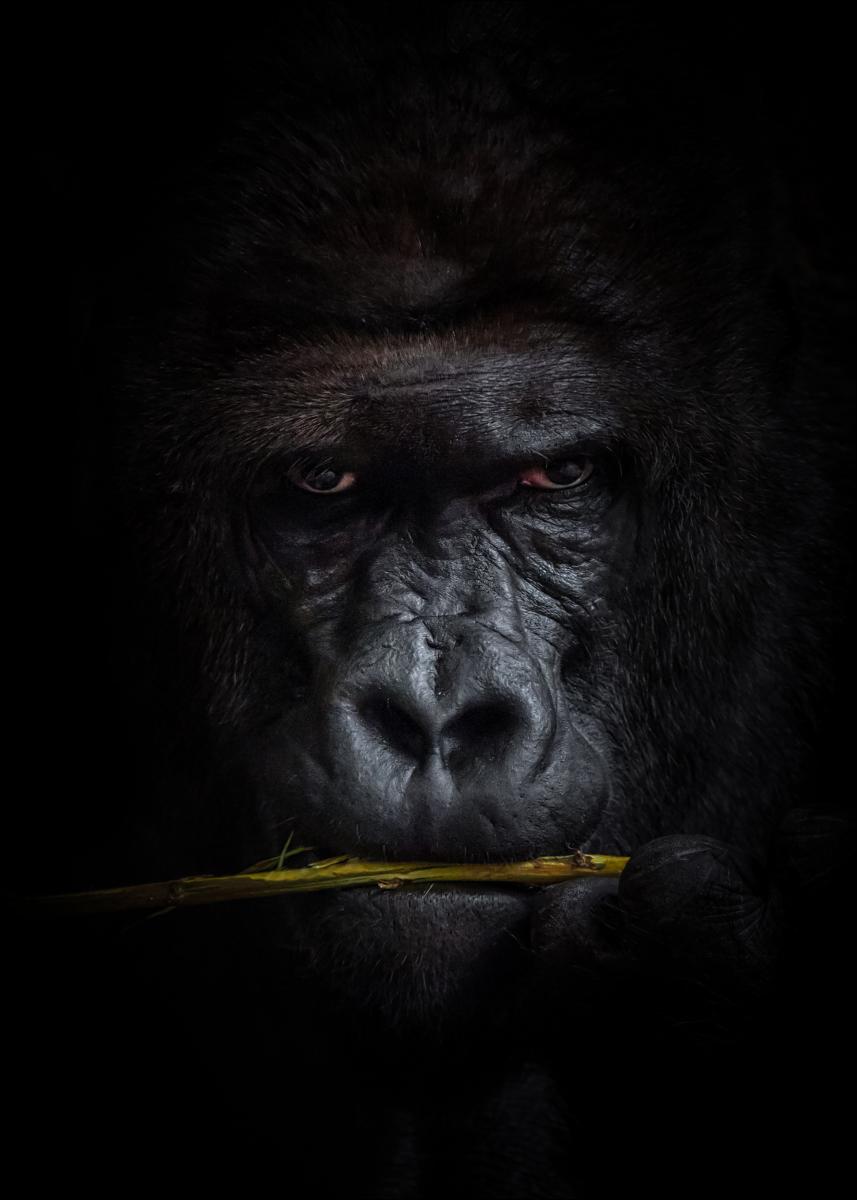 Bildverkstad Mysterious gorilla Poster
