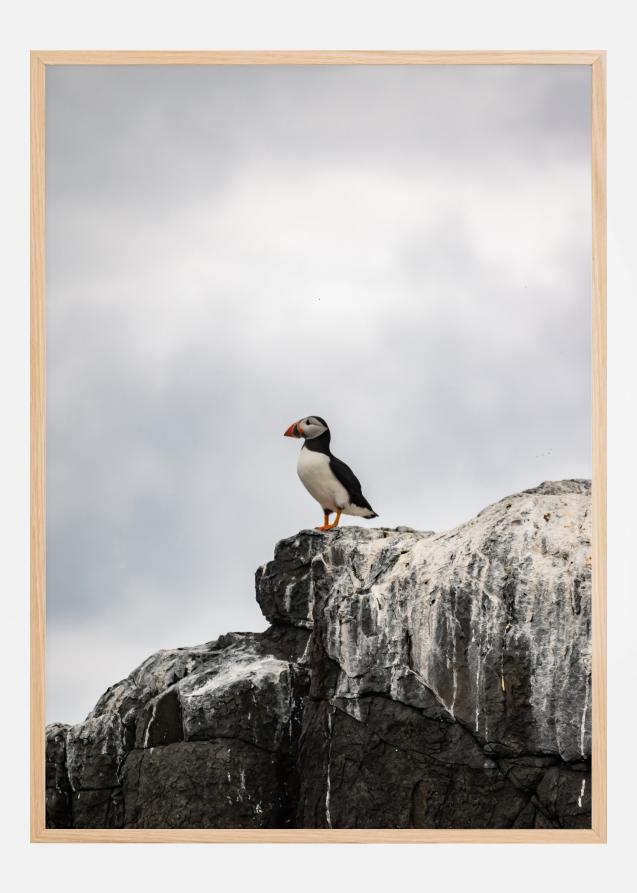 Bildverkstad Puffin Poster