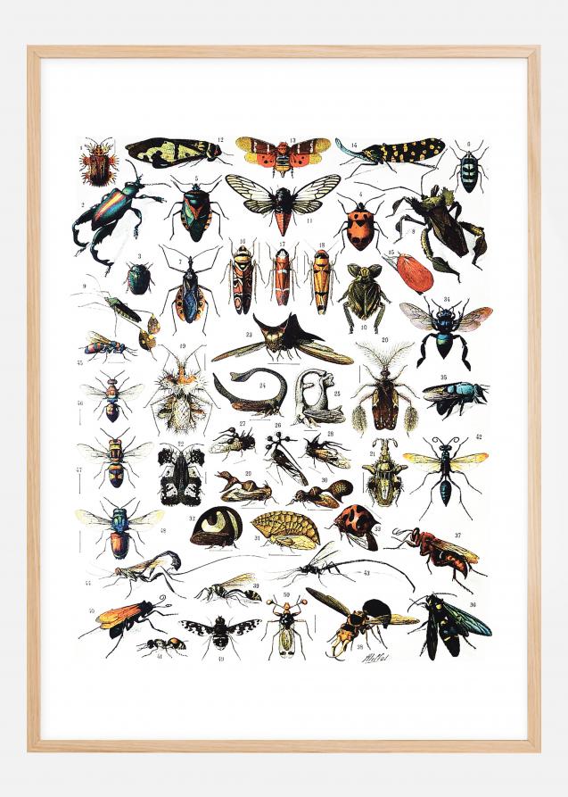 Bildverkstad Schoolposter insecten I Poster