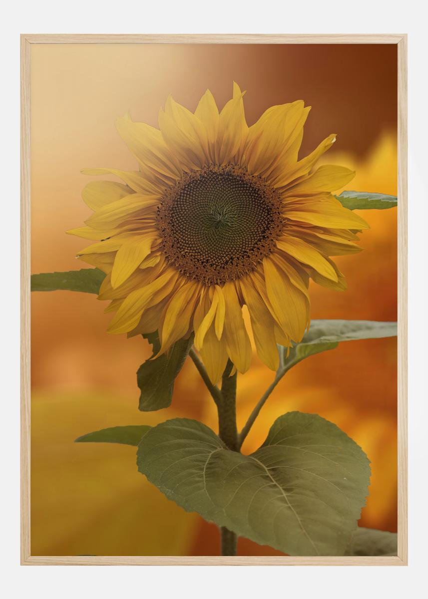 Bildverkstad Sunflower Poster