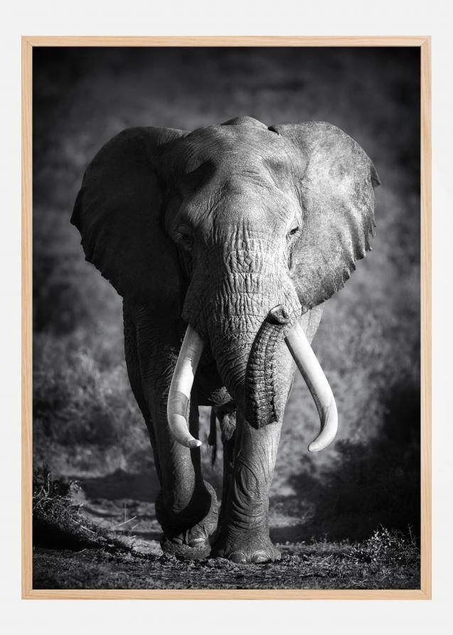 Bildverkstad Black and White Elephant Poster