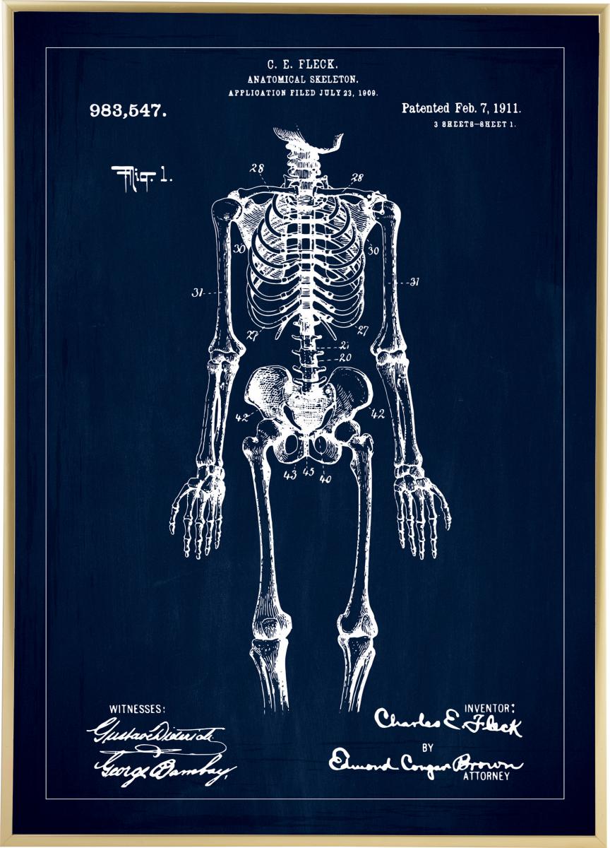 Bildverkstad Patenttekening - Anatomisch skelet I - Blauw Poster