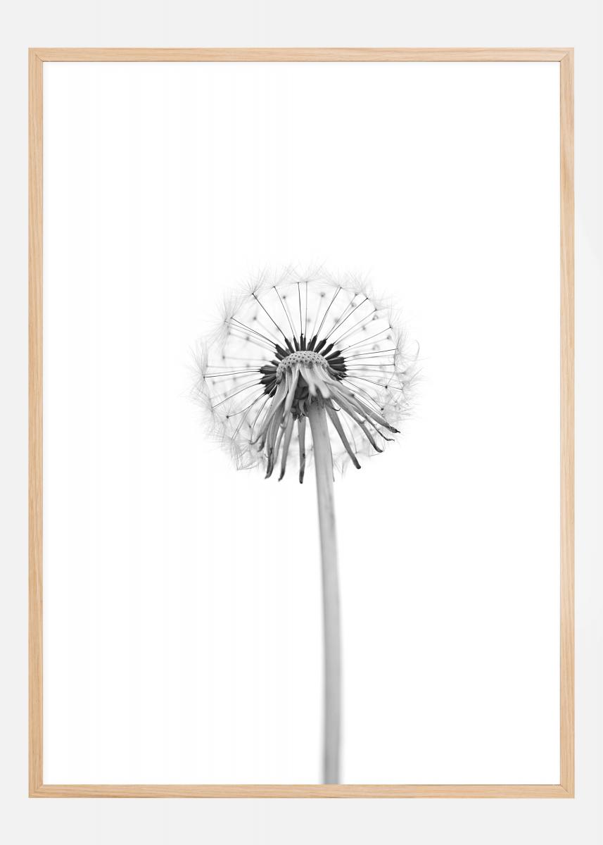 Bildverkstad Dandelion Poster