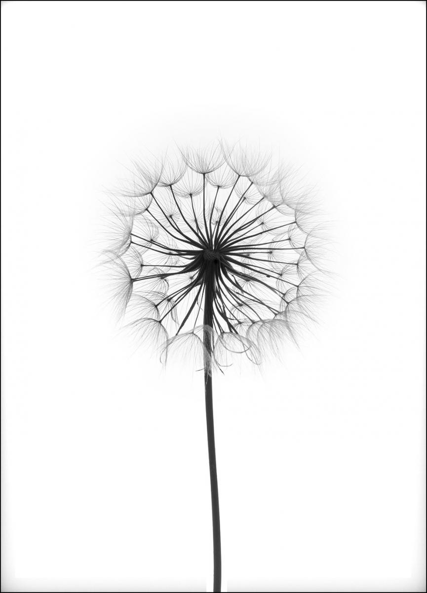 Bildverkstad Dandelion Poster