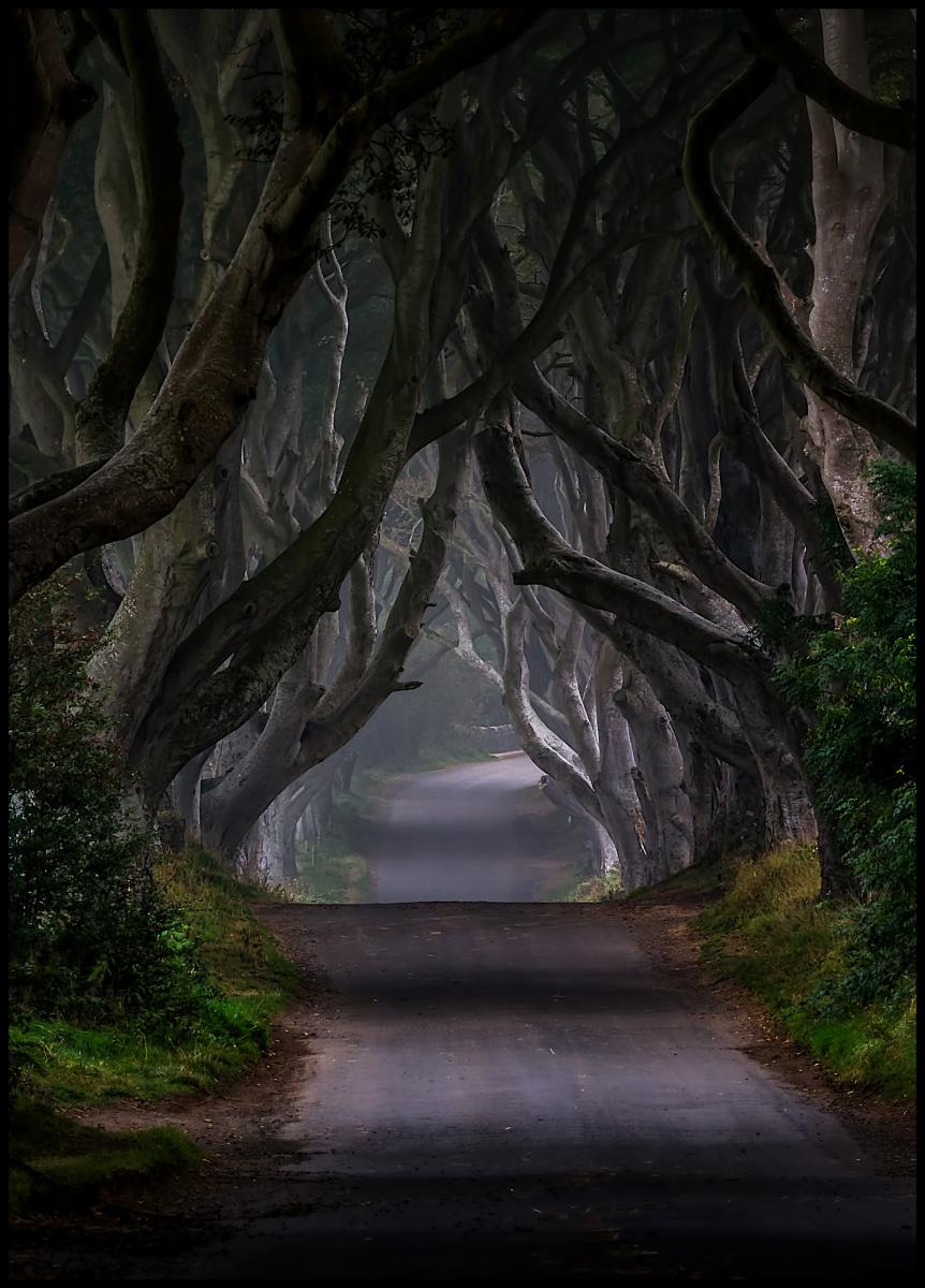 Bildverkstad The Dark Hedges Magic road Poster