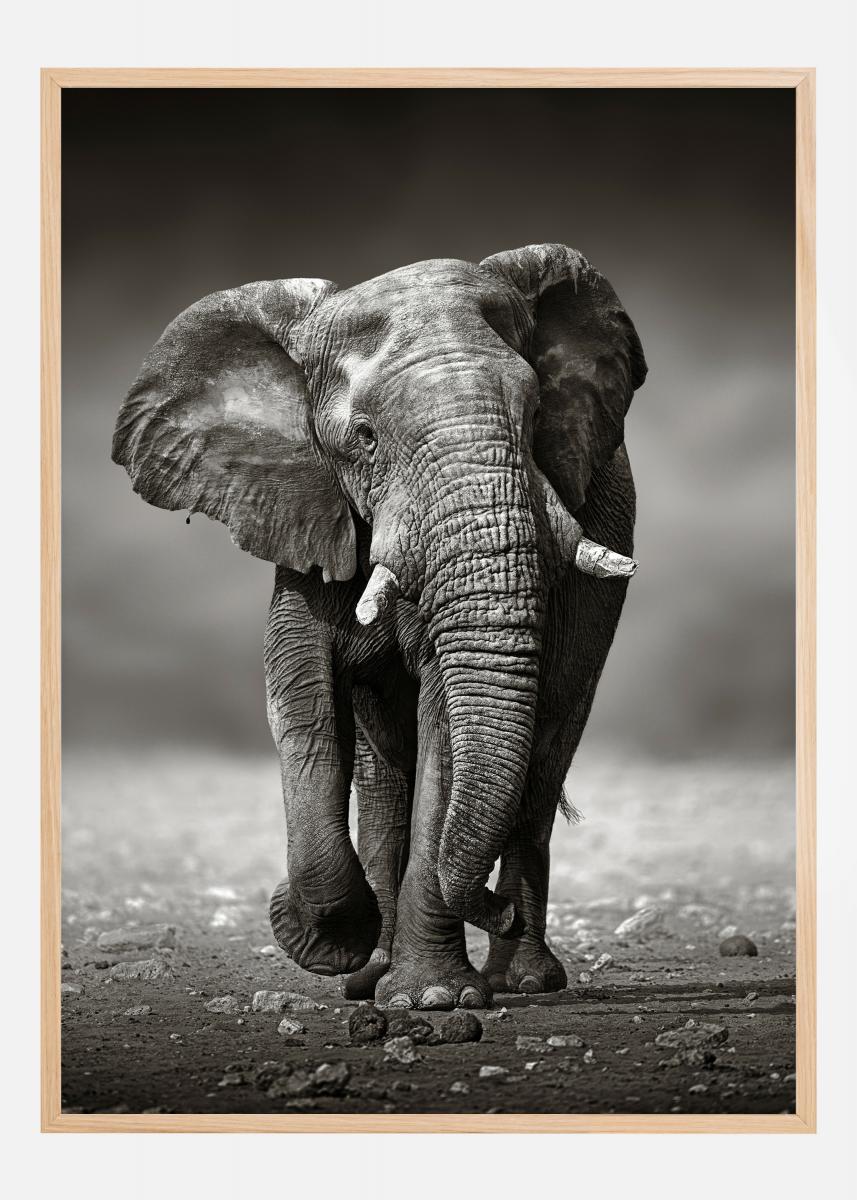 Bildverkstad Walking Elephant Poster