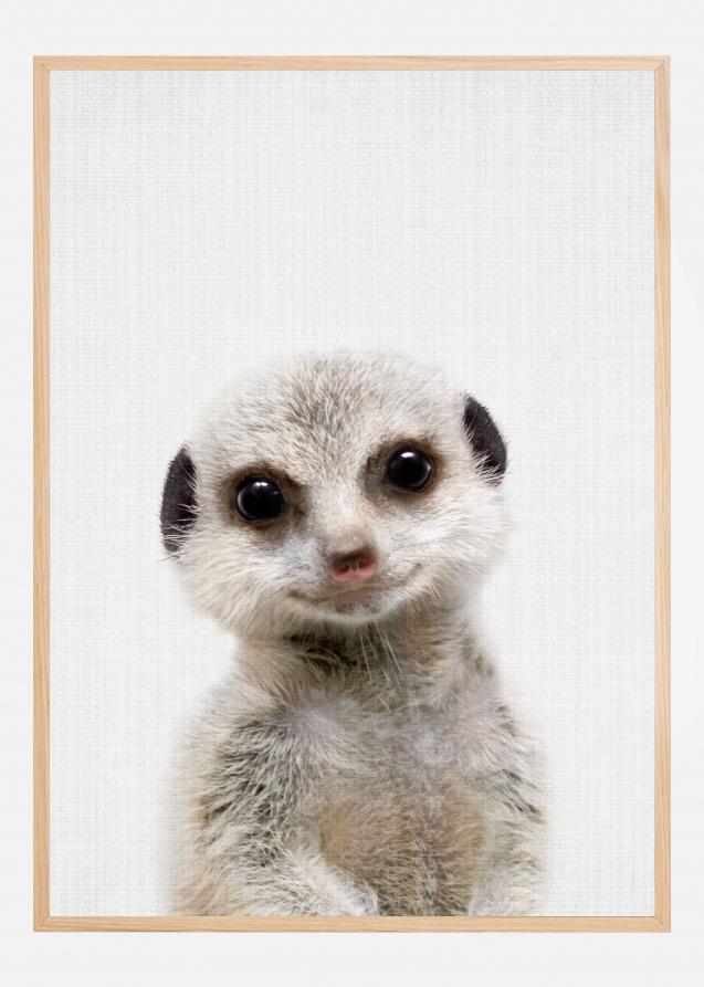 Bildverkstad Peekaboo Baby Meerkat Poster