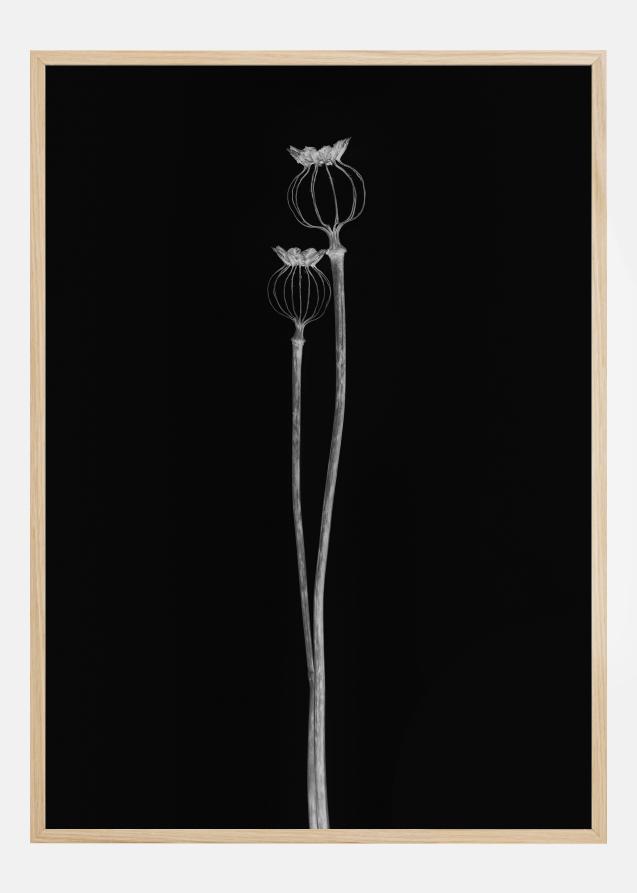 Bildverkstad Poppy Pods Poster