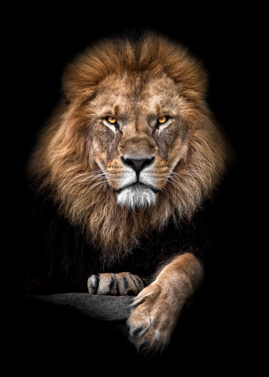 Bildverkstad Focused Lion Color Poster