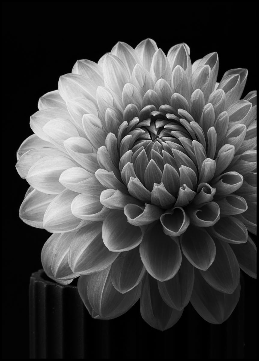 Bildverkstad Dahlia Poster