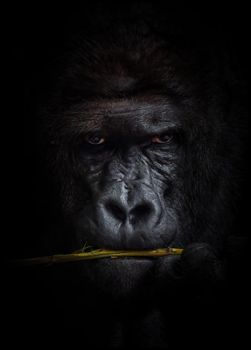 Lagervaror egen produktion Mysterious gorilla Poster