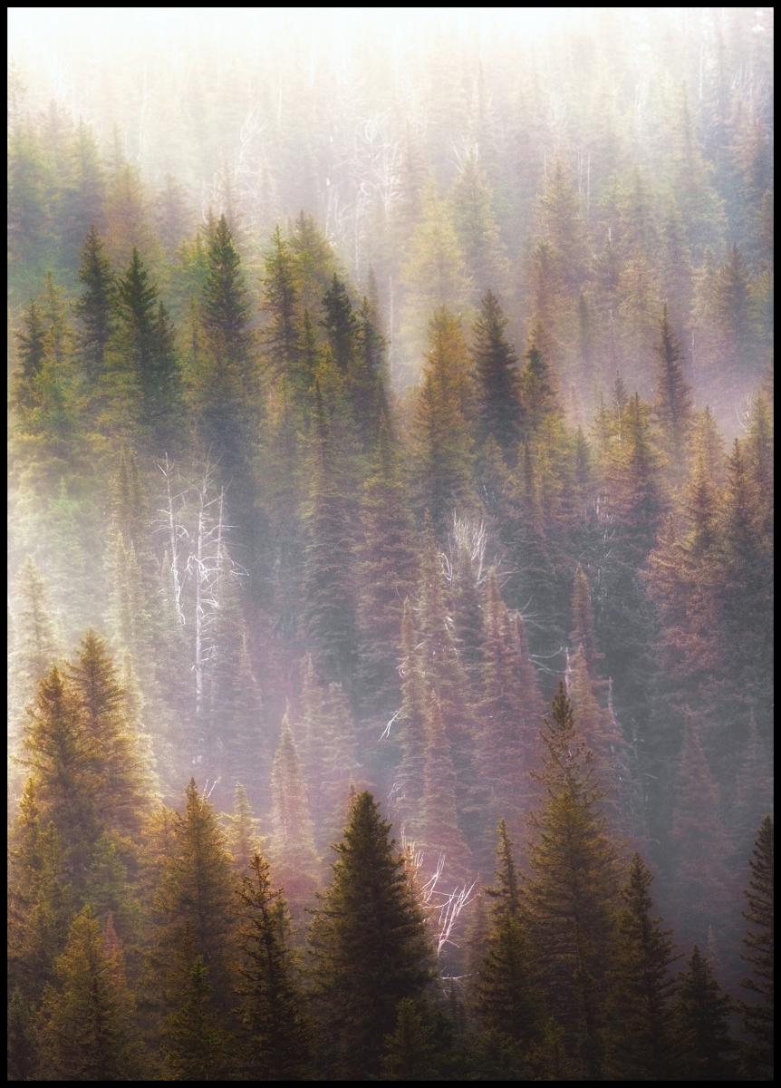 Bildverkstad Misty Mood in the Forest Poster