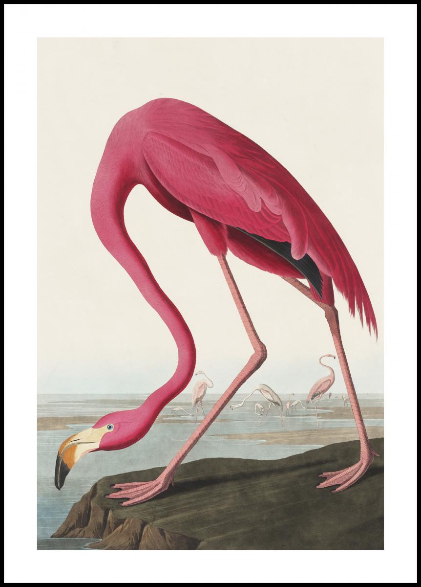 Lagervaror egen produktion American Flamingo Poster