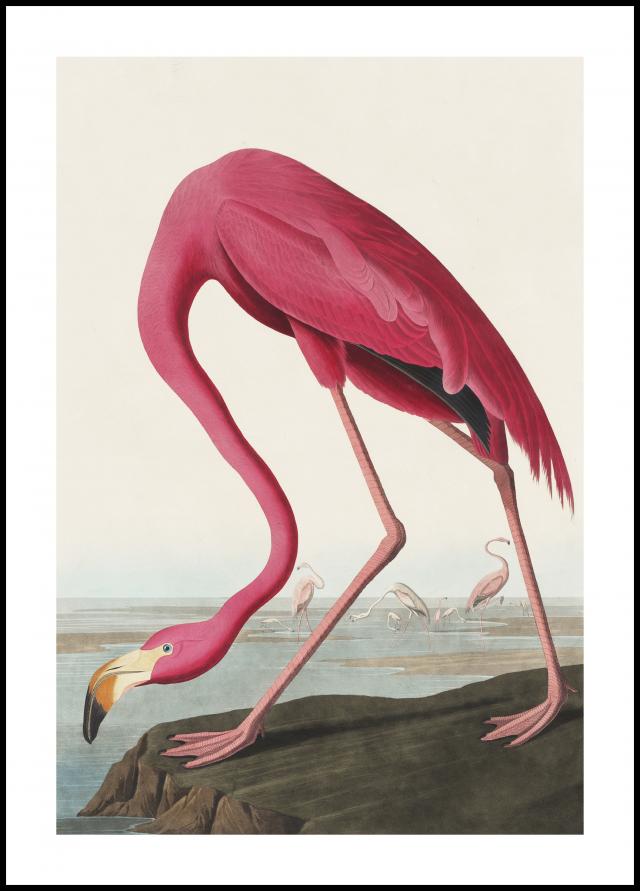 Lagervaror egen produktion American Flamingo Poster