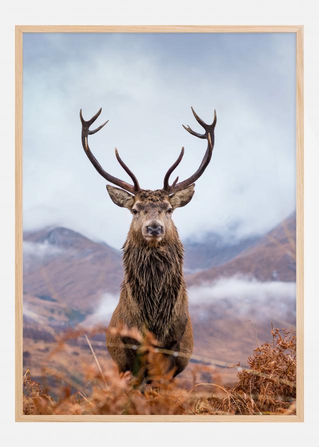 Bildverkstad Red deer in the mountains Poster