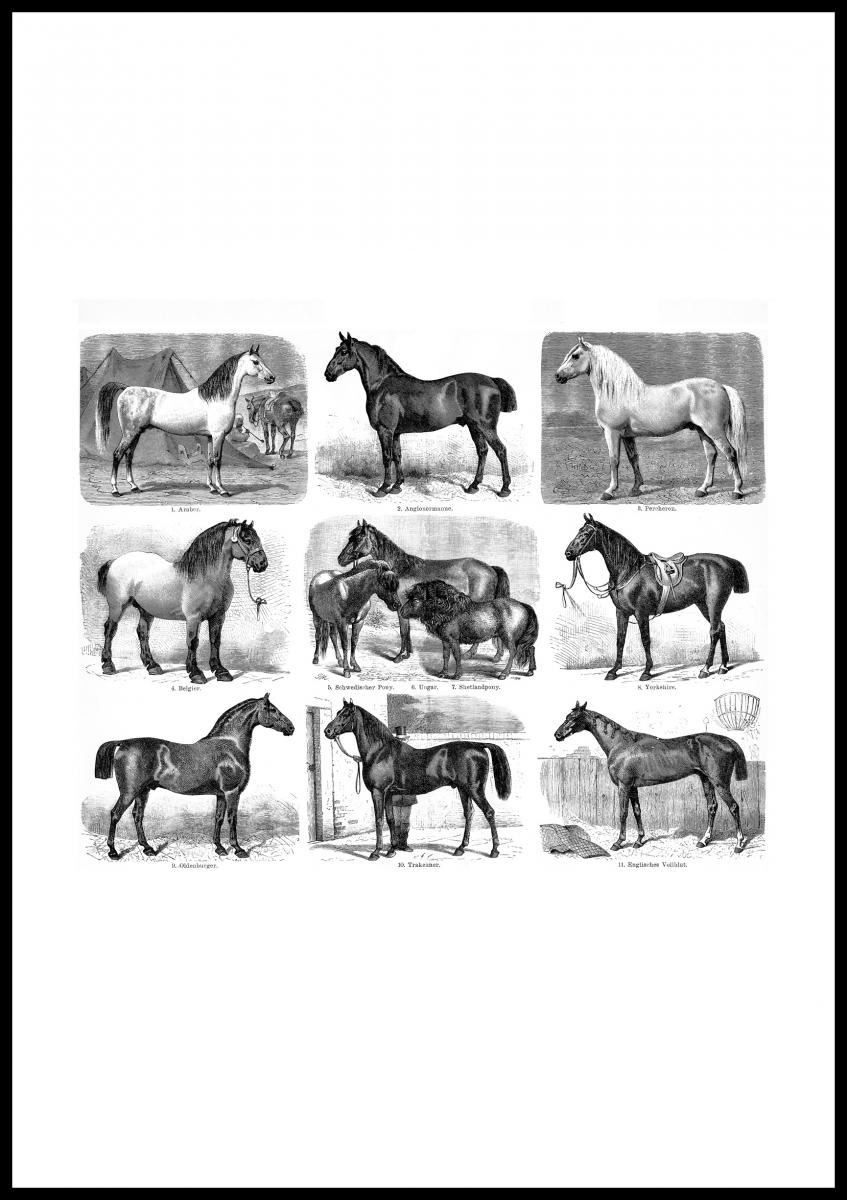 Bildverkstad Paardenrassen Poster