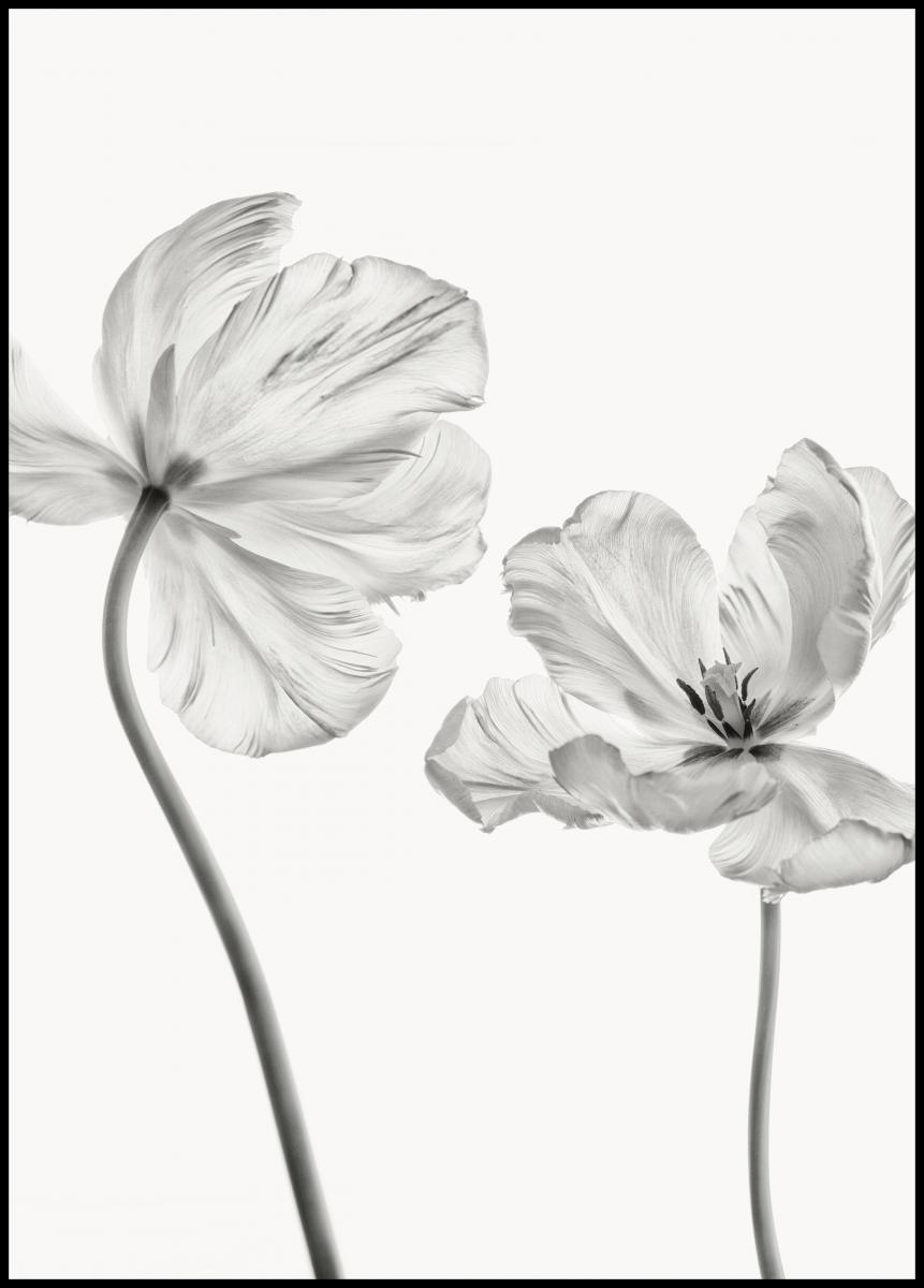 Bildverkstad Same tulip front and backview Poster