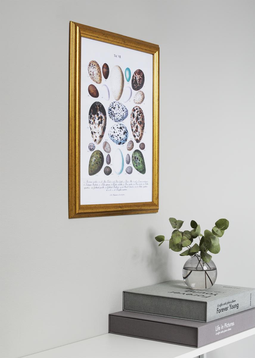 Galleri 1 Fotolijst Västkusten Goud 59,4x84 cm (A1)