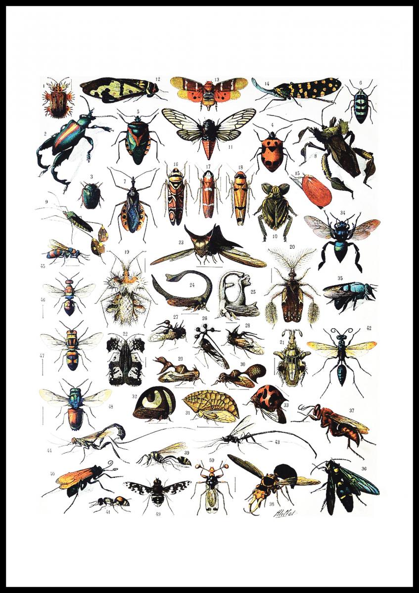 Lagervaror egen produktion Schoolposter insecten I Poster