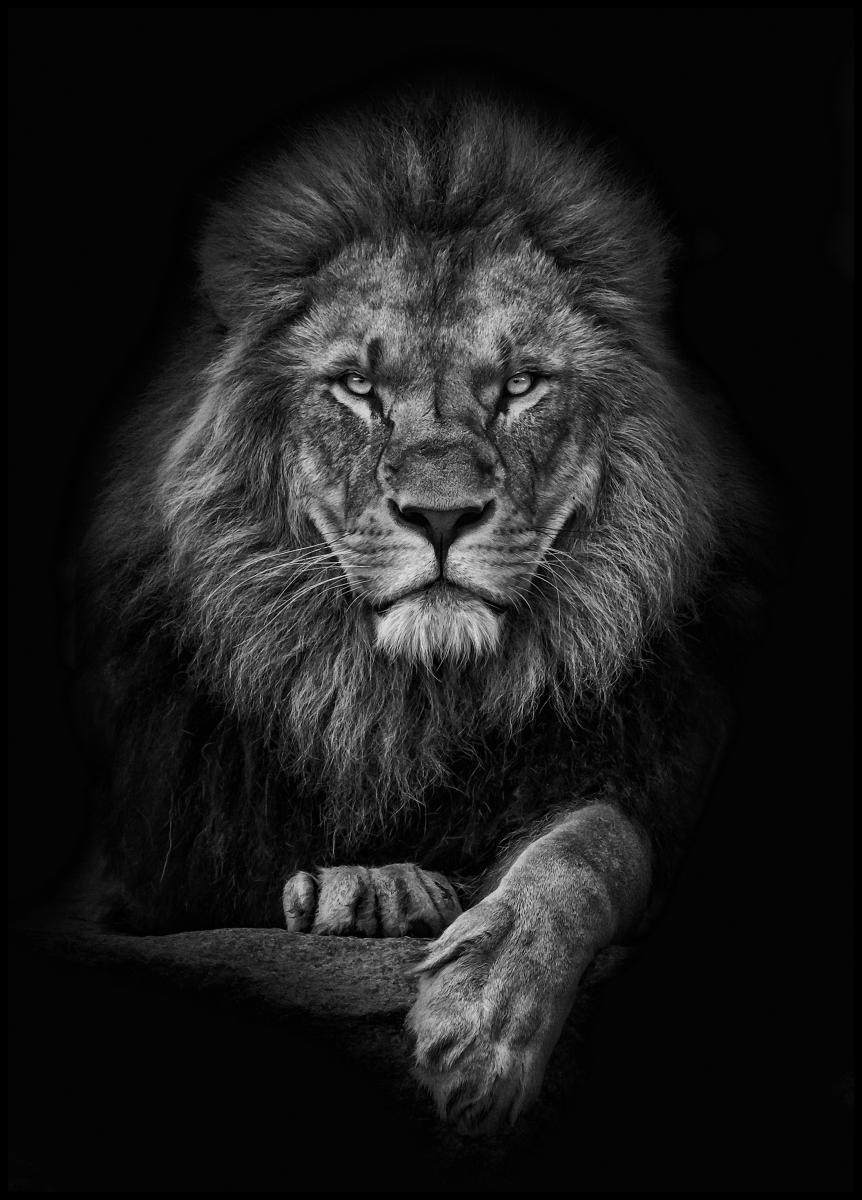 Lagervaror egen produktion Focused lion Poster