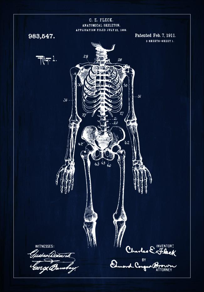 Bildverkstad Patenttekening - Anatomisch skelet I - Blauw Poster