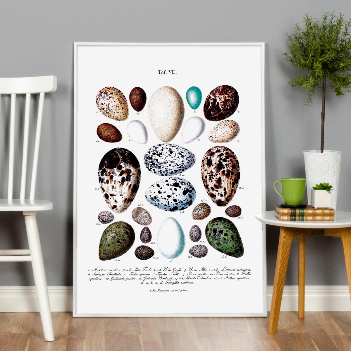 Lagervaror egen produktion Schoolposter vogeleieren Poster