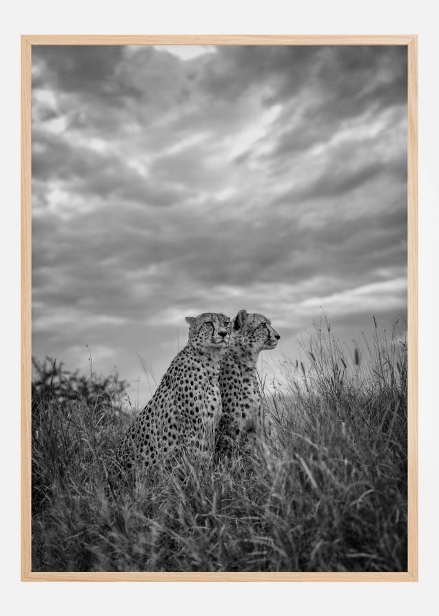 Bildverkstad Cheetah Dreams Poster