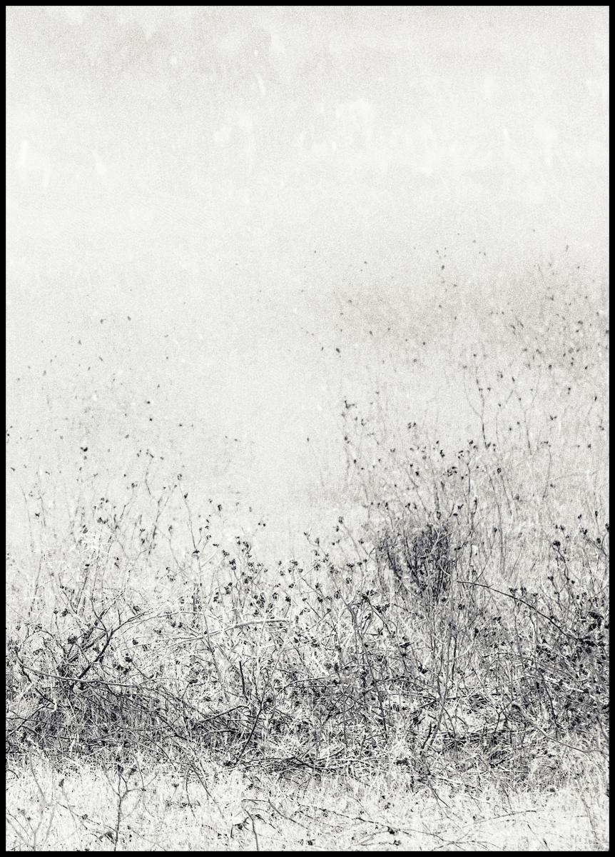 Bildverkstad The endless grassfields Poster