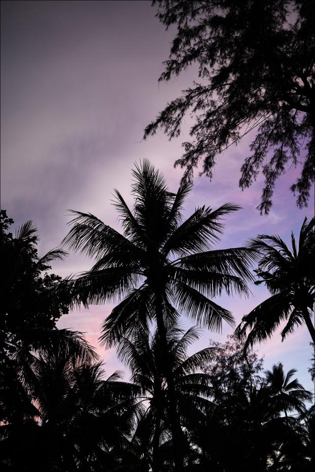 Bildverkstad Sunset Palms Poster