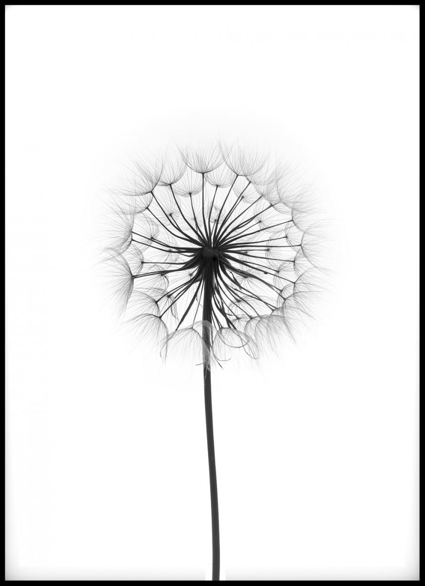 Lagervaror egen produktion Dandelion Poster